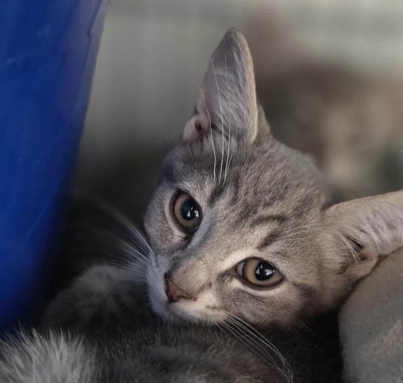 A baby medium-sized male Domestic Short Hair cat named Mystic for adoption in Saginaw, MI