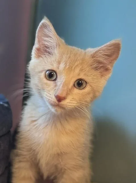 A baby small-sized female Domestic Short Hair cat named Popsicle for adoption in Santa Cruz, CA