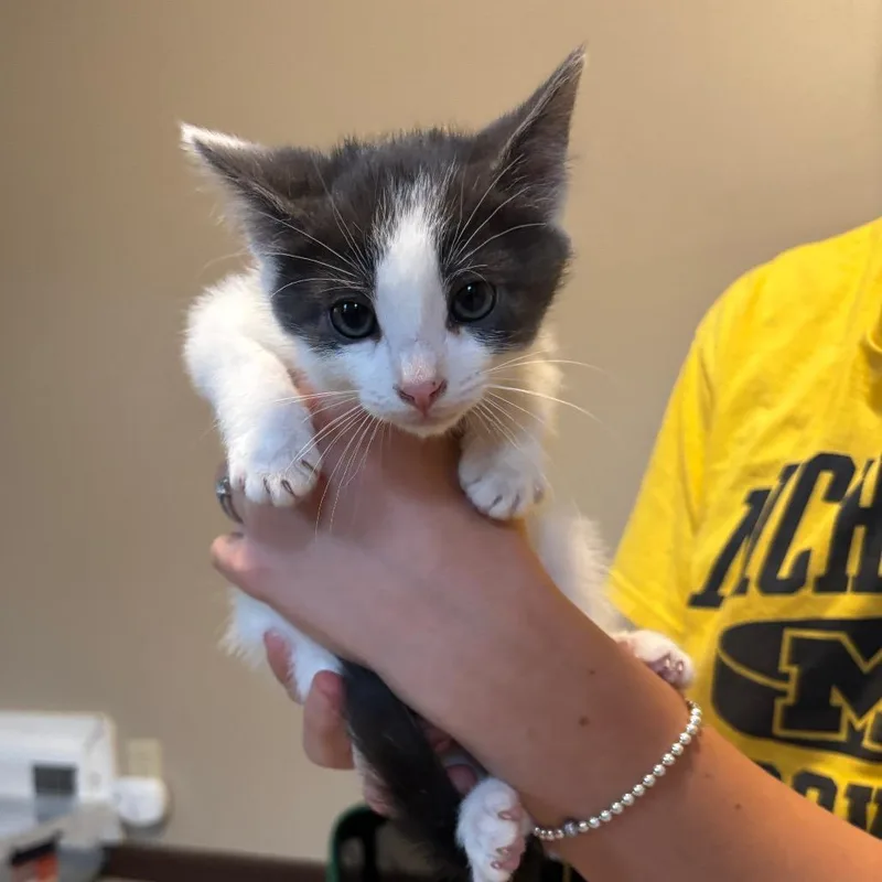A baby small-sized male Domestic Short Hair cat named Larry for adoption in Monroe, MI