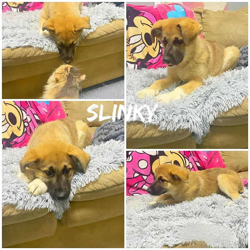A young large-sized female Yellow / Tan / Blond / Fawn Great Pyrenees dog named Slinky for adoption in Saint James, MO