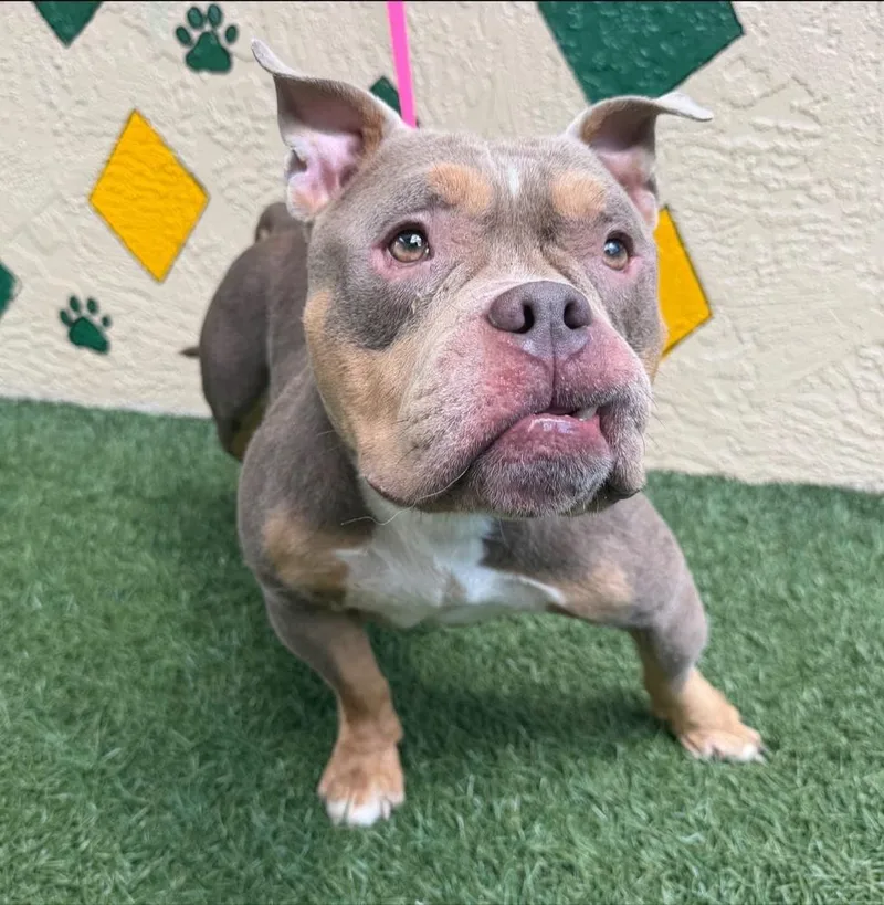 An adult medium-sized male American Bully dog named Hank Panky for adoption in Lakeland, FL