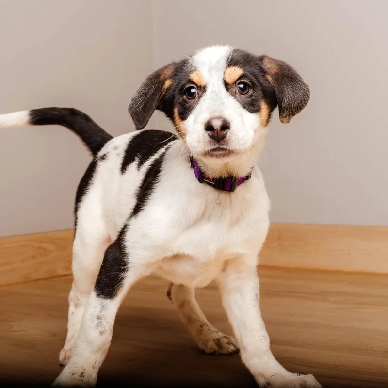 Eeyore D thumbnail 2