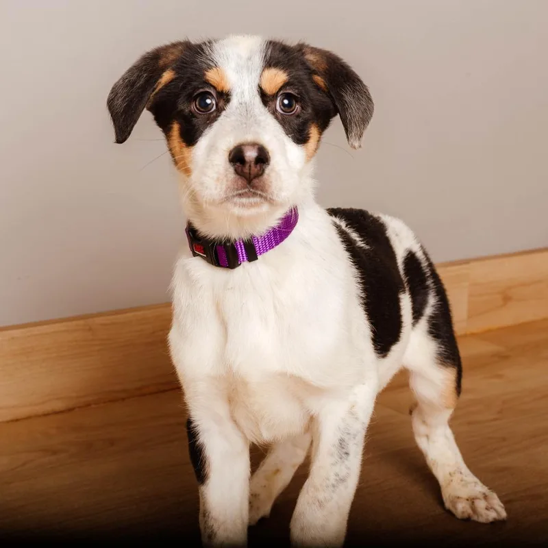 Eeyore D thumbnail 3