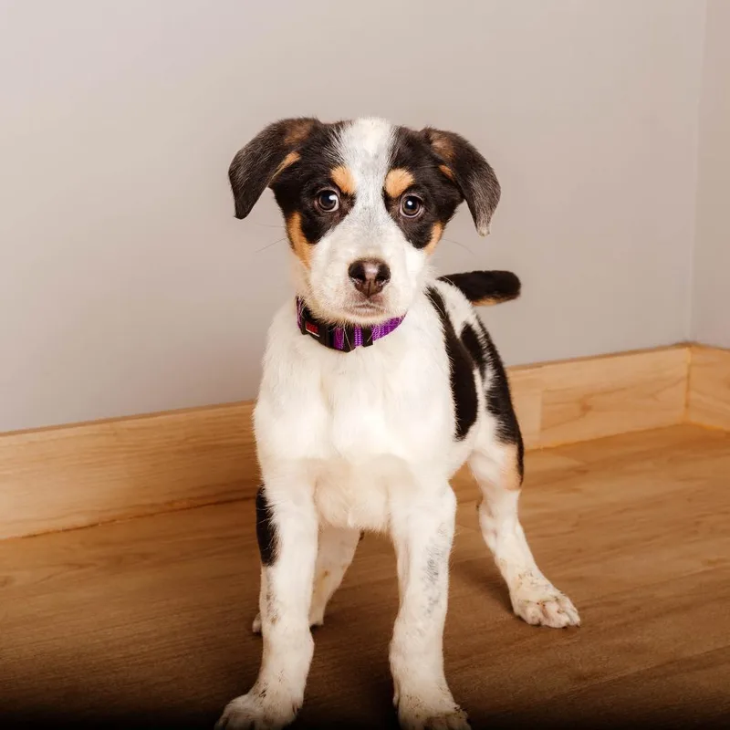 Eeyore D thumbnail 4