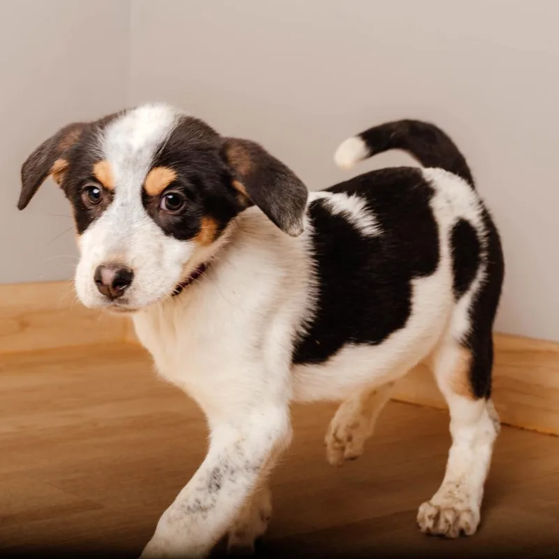 Eeyore D thumbnail 5