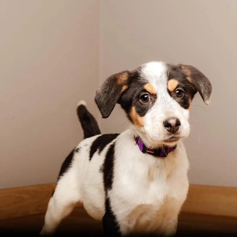 Eeyore D thumbnail 6