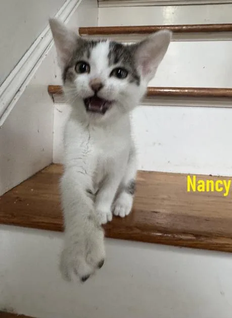 A young medium-sized female Black Domestic Short Hair cat named Maxine  Nancy And for adoption in Melrose, MA