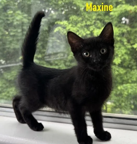 Maxine  Nancy And thumbnail 6