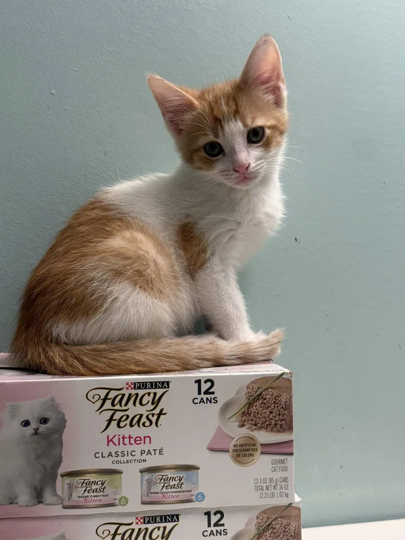 A baby medium-sized male Tabby cat named Van for adoption in Fenton, MO