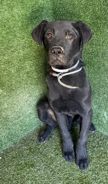 A baby medium-sized male Labrador Retriever dog named Charley for adoption in Lancaster, CA