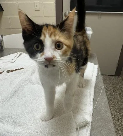 A baby small-sized female Domestic Short Hair cat named Cammy for adoption in Westland, MI