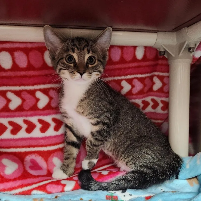 A baby small-sized male Brown / Chocolate Domestic Short Hair cat named Walter for adoption in Grand Rapids, MI