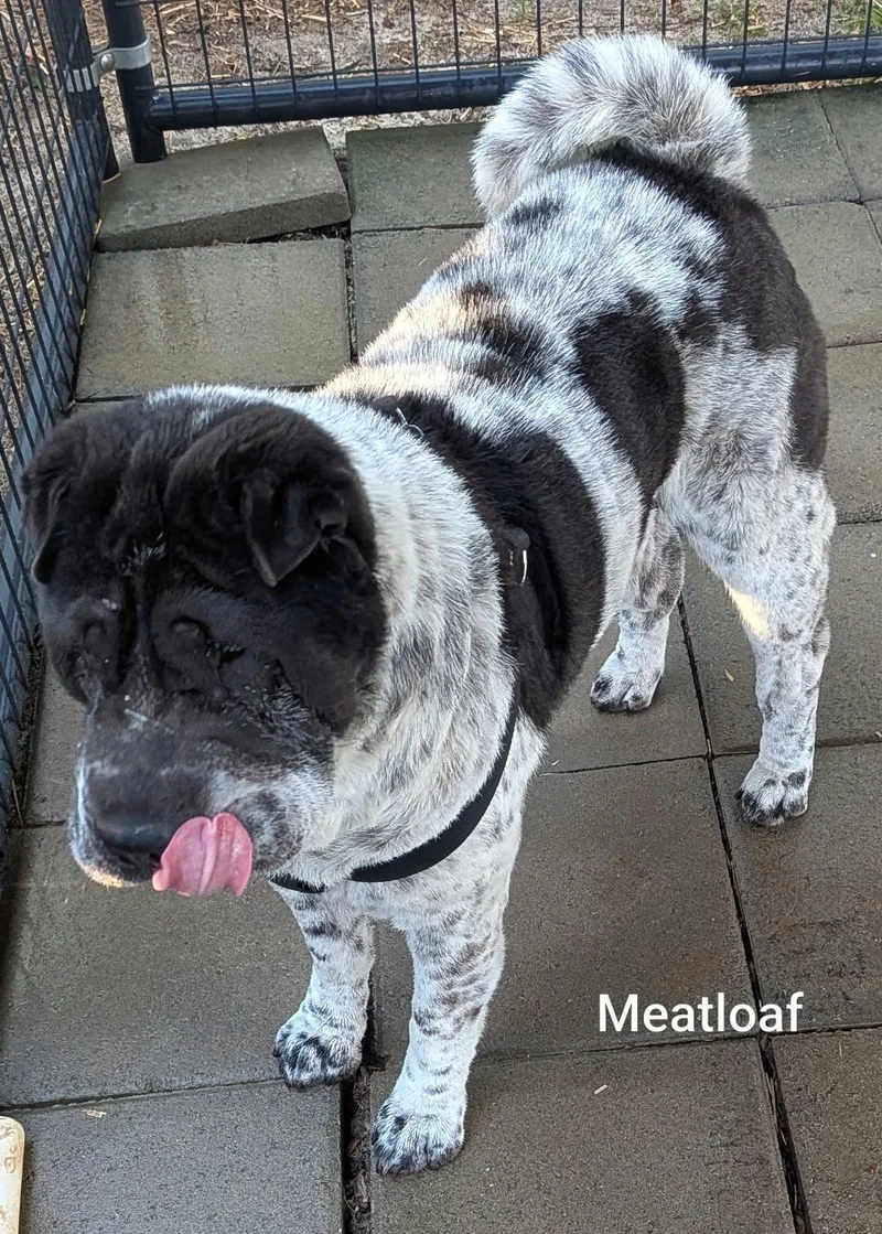An adult medium-sized male Shar-Pei dog named MEATLOAF Bio coming for adoption in Cameron, NC