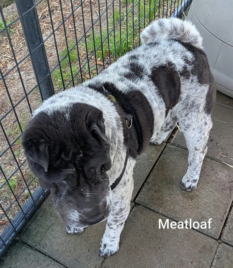 MEATLOAF  Bio coming thumbnail 2
