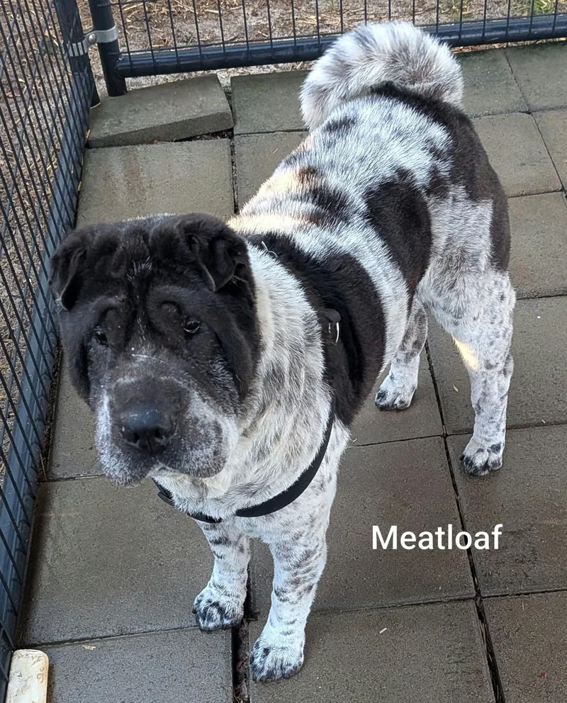 MEATLOAF  Bio coming thumbnail 4
