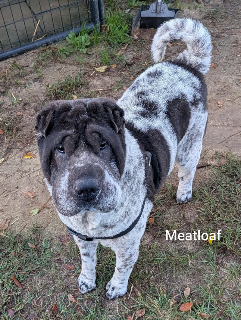MEATLOAF  Bio coming thumbnail 5