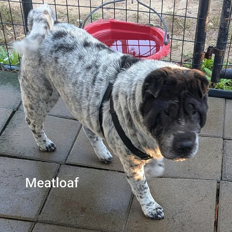 MEATLOAF  Bio coming thumbnail 6