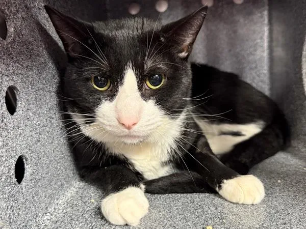 An adult medium-sized male Domestic Short Hair cat named Ruby Tuesday for adoption in New York, NY