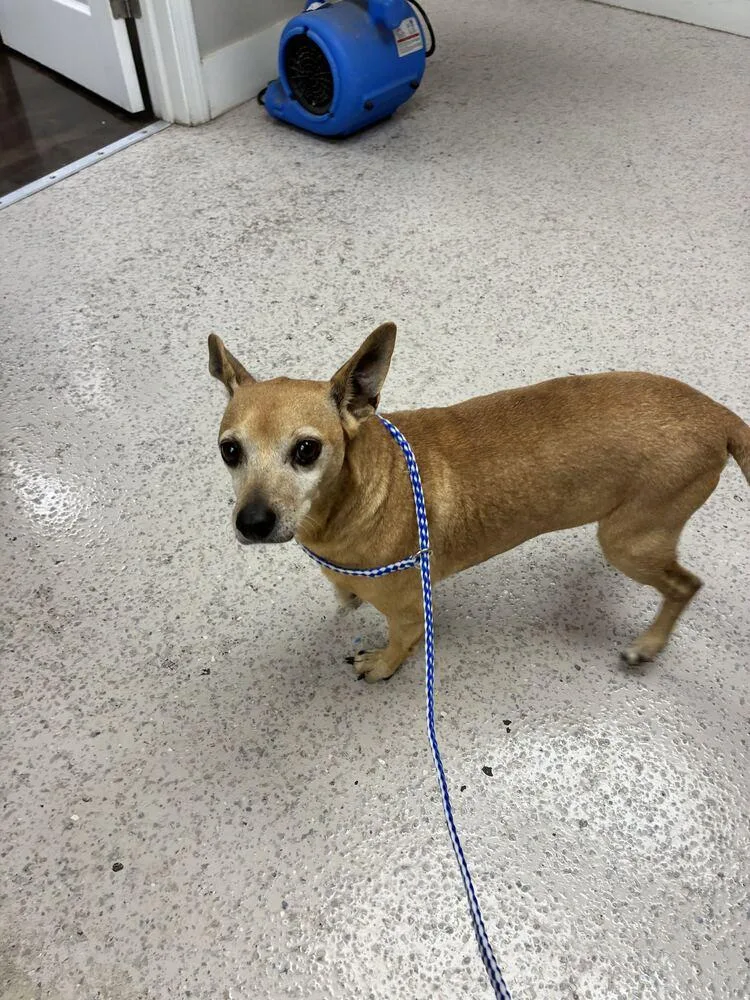 A young large-sized male Brown / Chocolate Chihuahua dog named Zeus for adoption in Marietta, GA