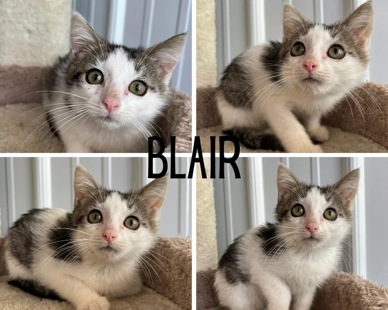 Blair thumbnail 2