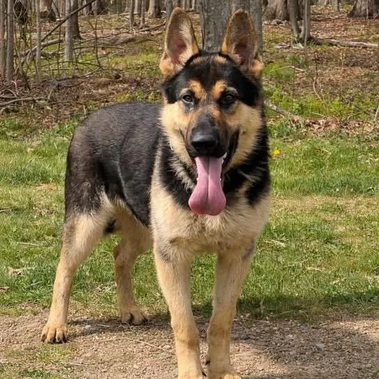 A young large-sized male Black German Shepherd Dog dog named Gunner for adoption in New Ringgold, PA