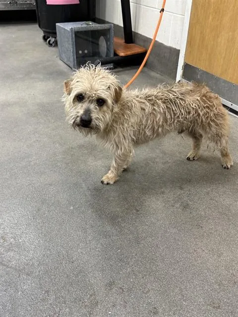 An adult medium-sized male Terrier dog named Puffin for adoption in Upper Marlboro, MD