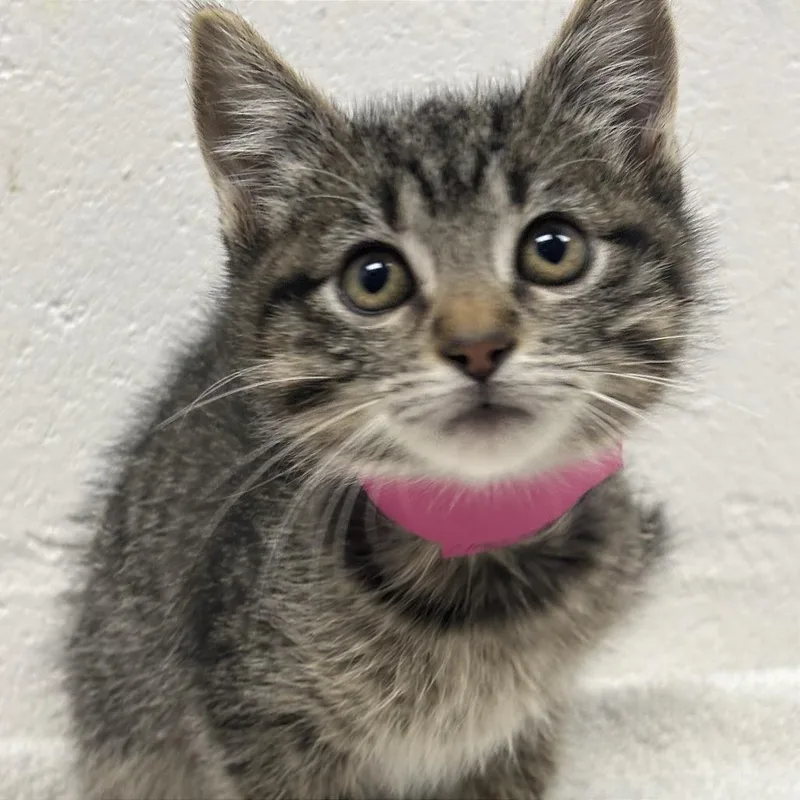 A baby small-sized female Brown / Chocolate Domestic Short Hair cat named Crow for adoption in Saint Louis, MO