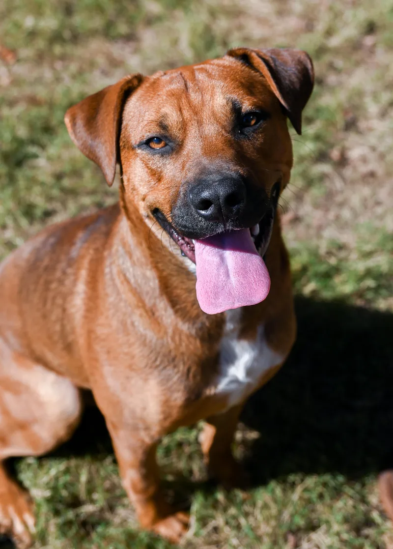 A young medium-sized male Brown / Chocolate Shepherd dog named Big Dan for adoption in Chattanooga, TN