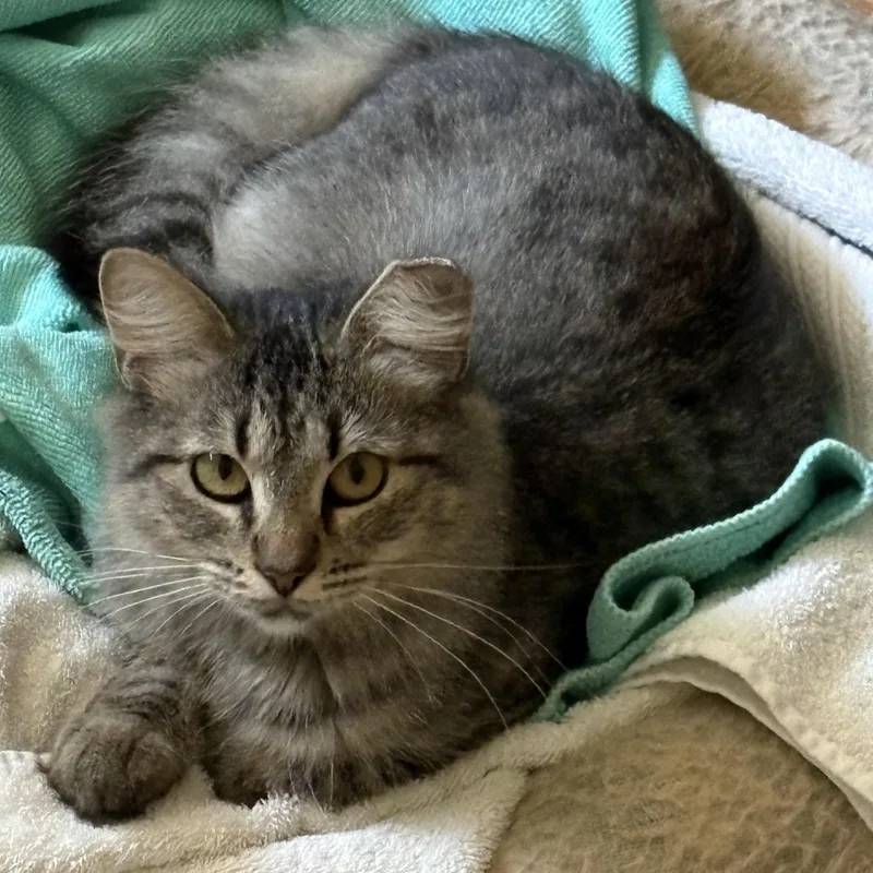 Dolly Purrton