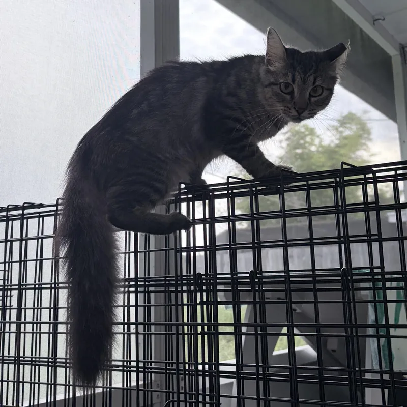 Dolly Purrton thumbnail 2