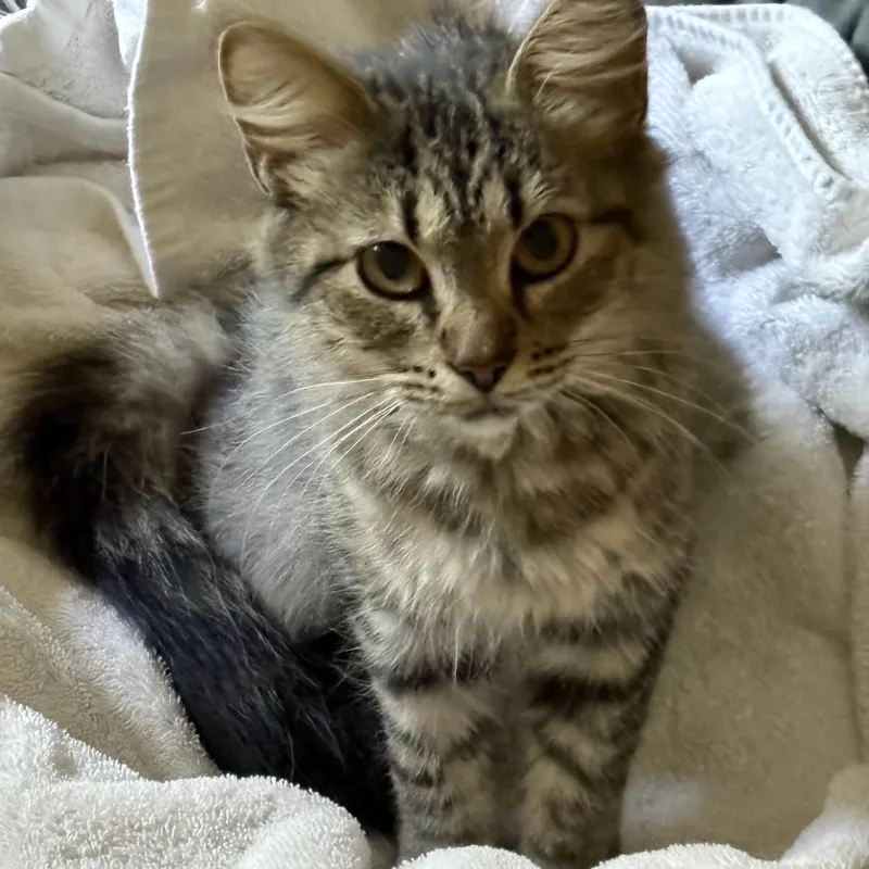Dolly Purrton thumbnail 3