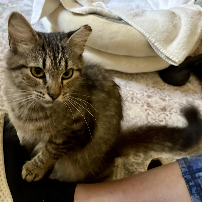 Dolly Purrton thumbnail 4