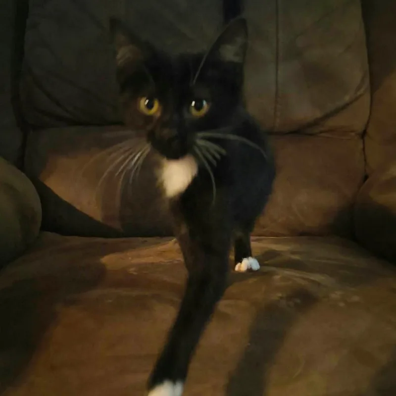 A baby small-sized female Black Domestic Short Hair cat named Lyra for adoption in Pittsburg, KS