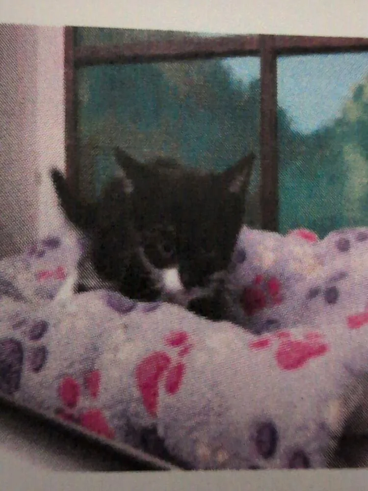 A baby small-sized female Black & White / Tuxedo Domestic Short Hair cat named Elaine for adoption in Parker, CO