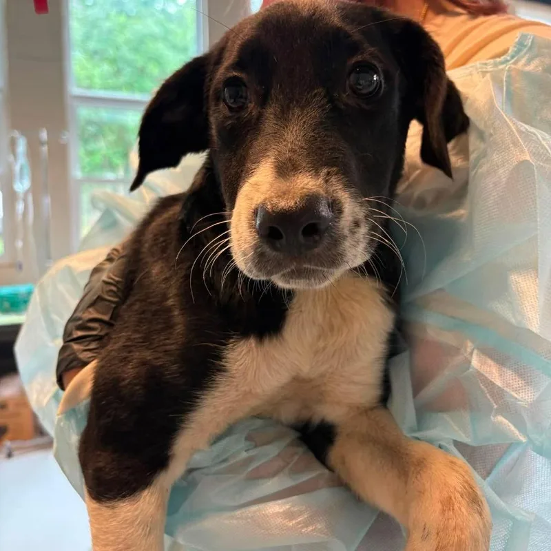 A baby small-sized female Black Mixed Breed dog named Tamarind for adoption in Huntington, WV