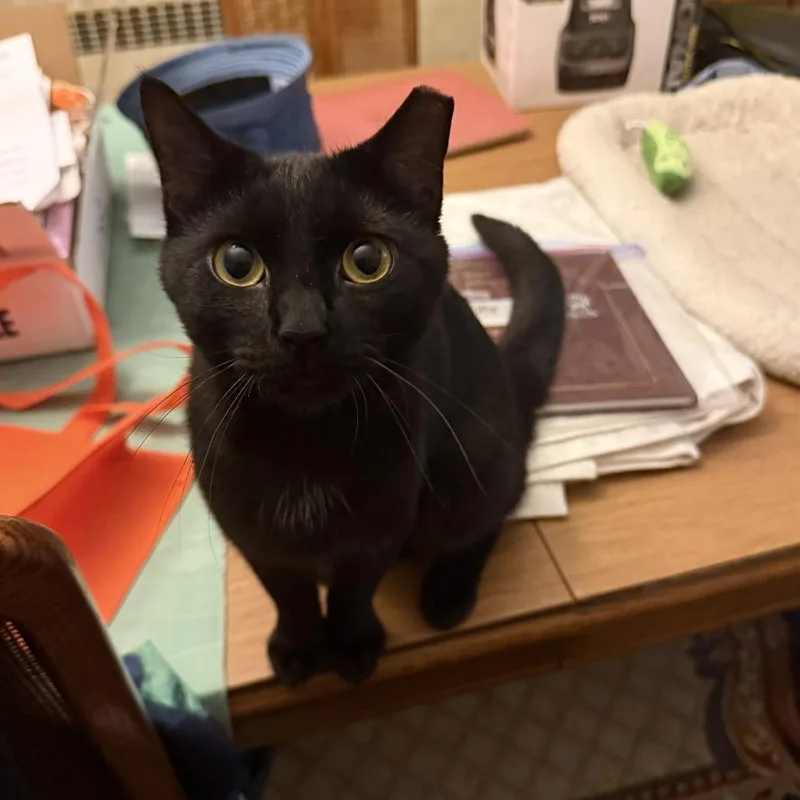 A young small-sized male Black Domestic Short Hair cat named Victor for adoption in PITTSBURGH, PA