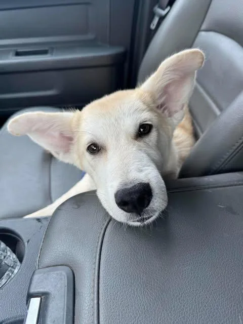 A baby large-sized female White / Cream Mixed Breed dog named Bella for adoption in Chickasha, OK