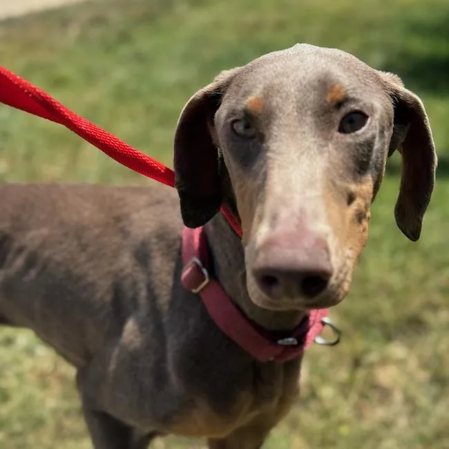 A young large-sized female Doberman Pinscher dog named Penelope for adoption in San Diego, CA
