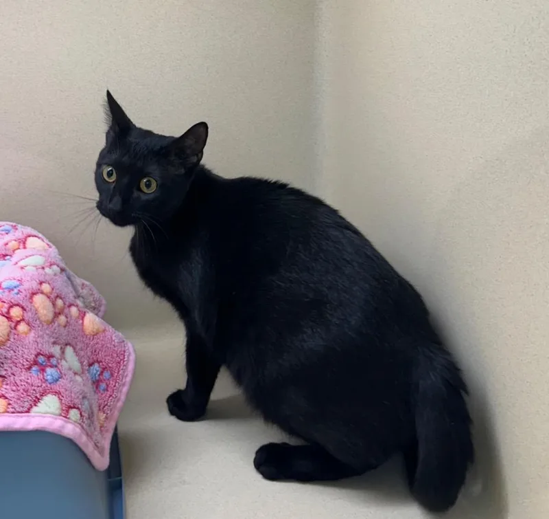 Licorice thumbnail 2