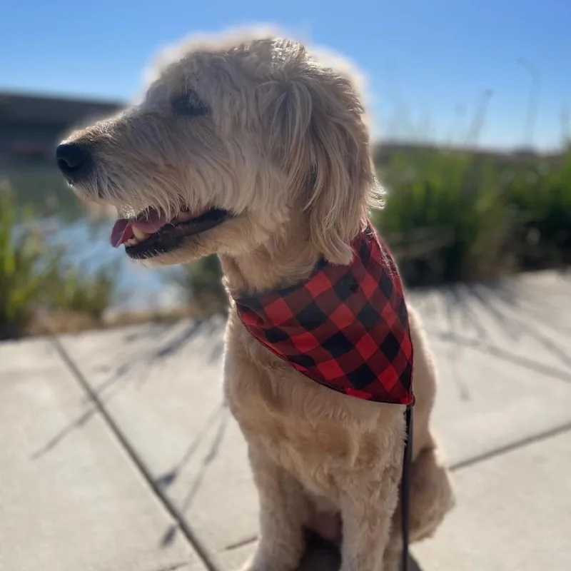 Sammy Goober
