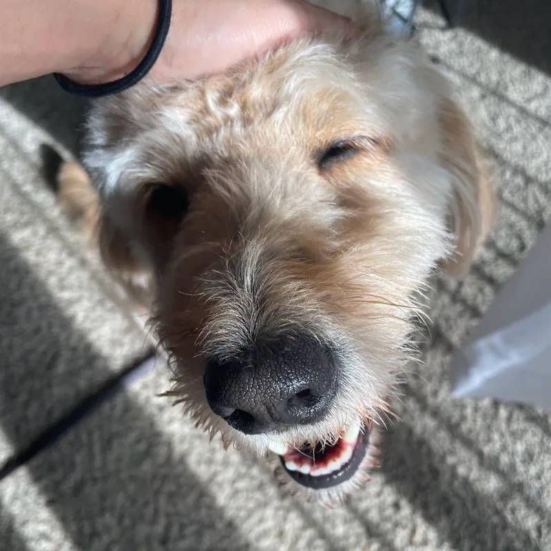 Sammy Goober thumbnail 3