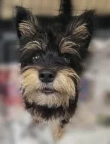 An adult medium-sized male Black Mixed Breed dog named Cash for adoption in Portsmouth, OH