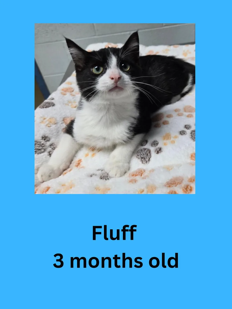 A baby small-sized male Black & White / Tuxedo Domestic Short Hair cat named Fluff for adoption in Ravenna, OH