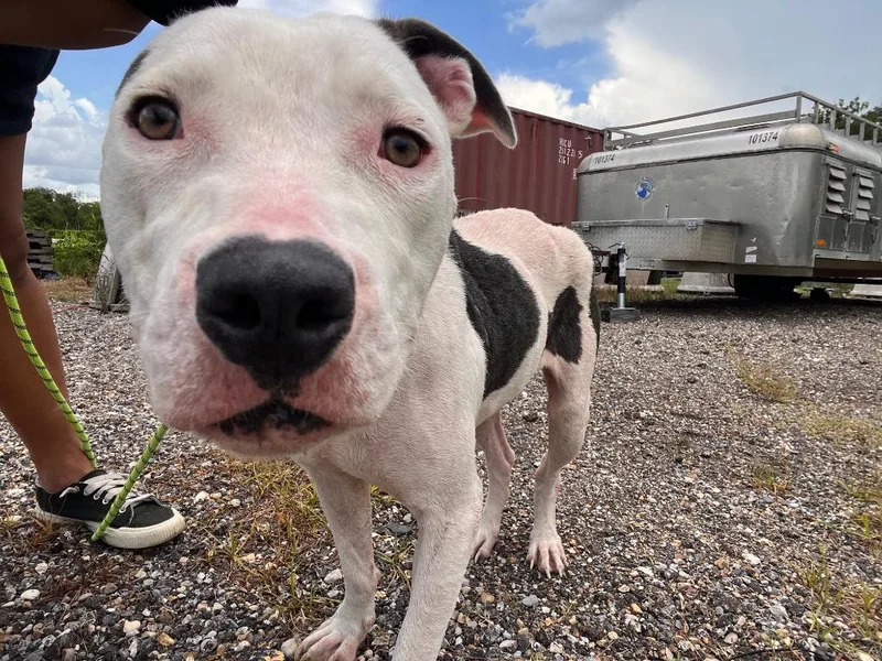 An adult medium-sized female Pit Bull Terrier dog named Lady for adoption in Sorrento, LA