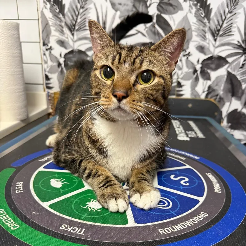 A senior extra large-sized male Gray / Blue / Silver Domestic Short Hair cat named Chip for adoption in Wahiawa, HI