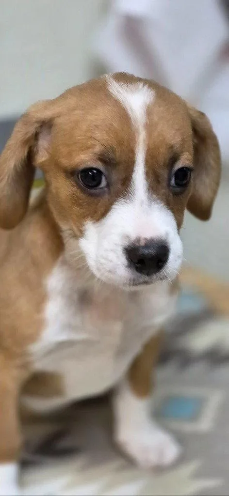 A baby small-sized female Beagle dog named Misty for adoption in Lovingston, VA