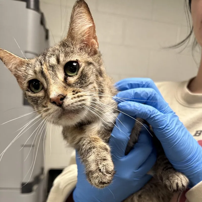 Chickadee thumbnail 2