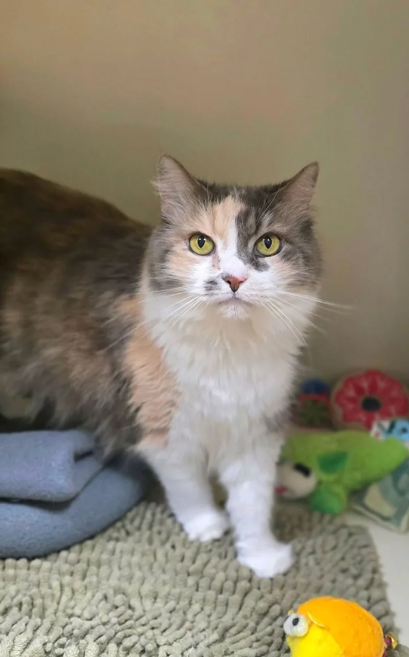 An adult medium-sized female Dilute Calico Domestic Long Hair cat named Cherry Blossom for adoption in New Castle, PA