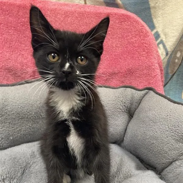 A baby small-sized female Black Domestic Short Hair cat named Squeaky for adoption in Long Beach, CA