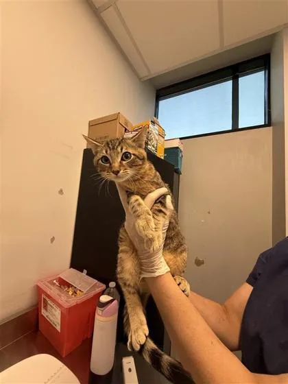A baby medium-sized male Domestic Short Hair cat named Zachary for adoption in West Chester, PA